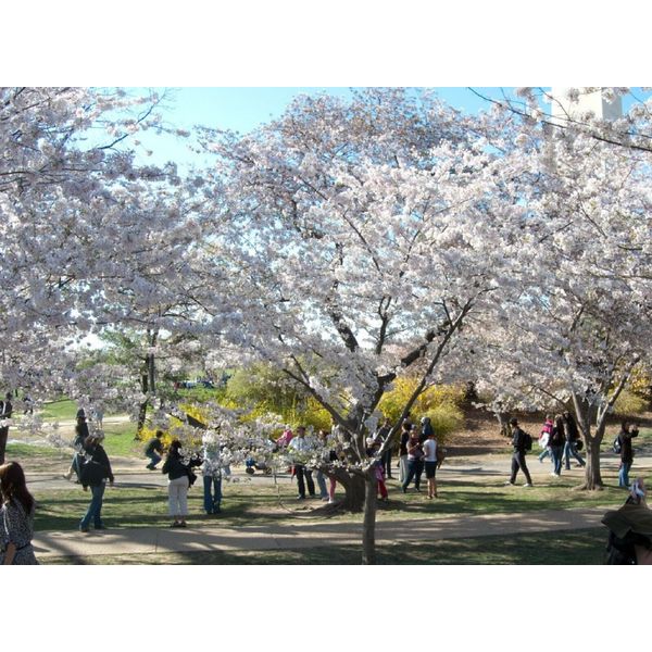 Yoshino Cherry Fruiting Tree {Prunus yedoensis} 5 seeds Free Shipping!