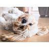 Lhasa Apso Dog Blank Greeting Card