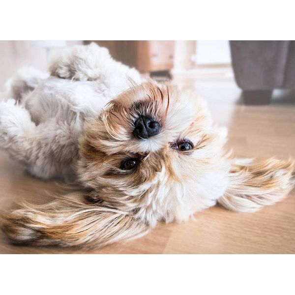 Lhasa Apso Dog Blank Greeting Card