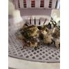 12 fertile quail hatching eggs