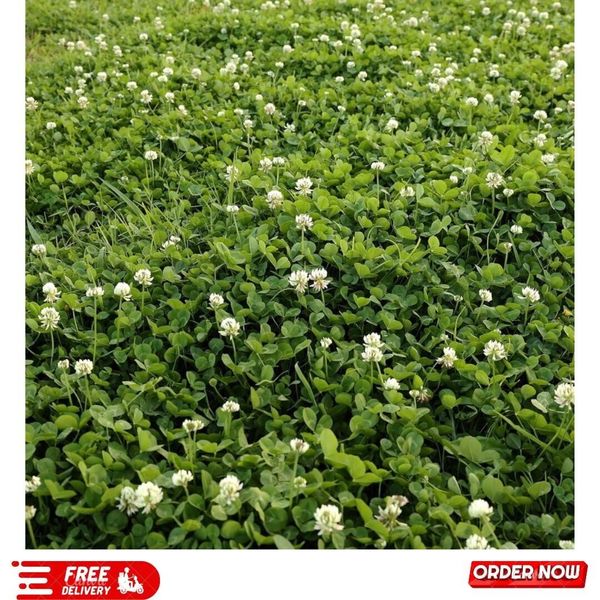 2 Lb. Perennial White Dutch Clover Seed for Erosion Control, Ground Cover, Lawn