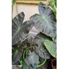 AUTHENTIC Colocasia Aloha  1 bulbs