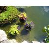 9" Diameter Floating Pond Planters/Islands, 3-Pack - Value Pack for Water Plants