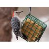 C&S Insect Delight No Melt Suet Dough, 12/pack 11.75 Ounces