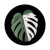 Monstera Thai Constellation Variegata Plant Plant PopSockets Swappable PopGrip