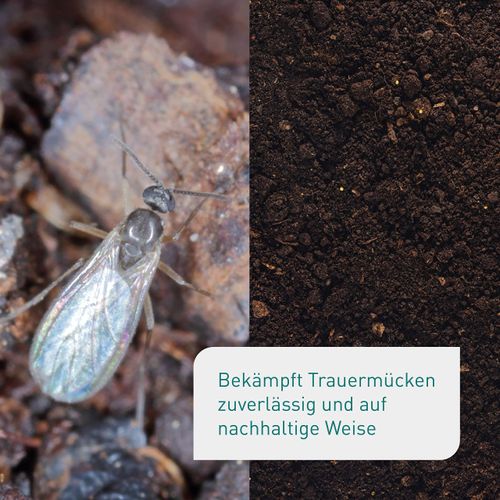 Plantura SF nematodes against fungus gnats, for watering, highly effective and organic, beneficial insects from Germany, 3 million for 3 m²/approx. 30 plants