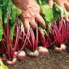 Jayeonbatdam Organic Freeze-dried Red Beet Powder HACCP-certified, eco-friendly pesticide-free nutrient preservation processing, 100g, 2ea