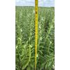 Canabis and Other Plants Eutopia Root Stimulant 32oz Free Shipping
