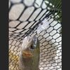 DAIWA Popper/Lure, Presso Rattlin Poppin Bug, Clear