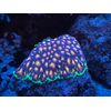 Nickel 120 mL - Trace Element for Saltwater Aquariums