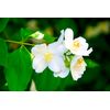 Jasmine Natural Solid Perfume (Jasmine, 0.25 oz tin jar)