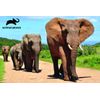 Animal Planet - Elephants 3D Effect 150 piece puzzle