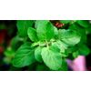 Help Brain Activity - Holy Basil Extract 745mg - Holy Basil Supplement 1B