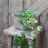 Matsunoya Galvanized Bean Bucket (Small), Made in Japan