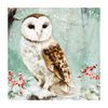 Hallmark Medium Gallery "Owl" Blank Card