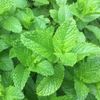 Spearmint 30ml Incent Essential Oil Essential Oil