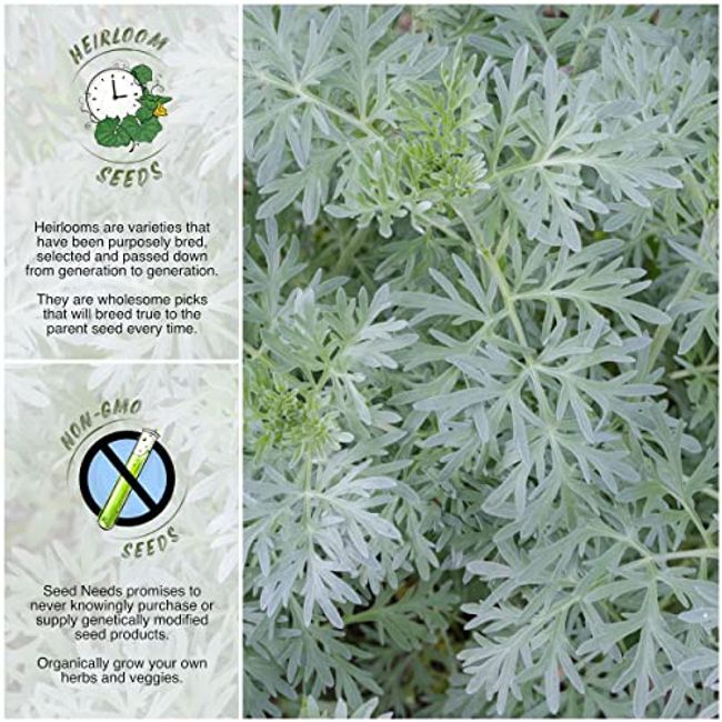 Seed Needs, Wormwood Herb Seeds for Planting (Artemisia Absinthium) Heirloom, Non-GMO & Untreated - Medicinal Herb (2 Packs)