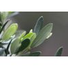 anti-aging pill - OLIVE LEAF EXTRACT - brain and memory power boost 1B