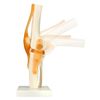 QWORK® Human Knee Joint Model Anatomical Model for Medical Teaching Learning Display (12" Height)