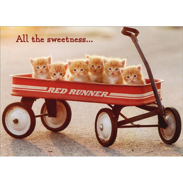 Avanti Press Kittens In Wagon Funny  Humorous New Pet Congratulations Card