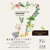 Kiyo N-8934 Pyrethrum Bath Salt, 7 Programs, Botanical Bath, 7 Tablets, Made in Japan