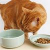 Health Water Bowl, M