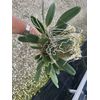 Dendrobium Aggregatum (lindleyi) Large Mounted Plant. WHOPPER ~~