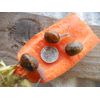THREE ( 3 ) Small, Dime size  LIVE HELIX ASPERSA PET LAND SNAILS