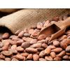 Telsa Organic Raw Cocoa Beans - 1 Lb