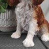 Vivid Arts - King Charles Spaniel - XRL-KING-D