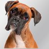 CafePress Boxer Medium Die Cut Sticker, 5.75" x 5.75" Clear