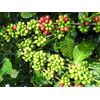 Griffonia Extract - L-5-HTP 377mg - Can Help Reduce Appetite Relaxation - 3 Bot