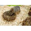 HAPPYPET Willow Ring Large 9.5"