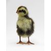 36 Celadon Coturnix Quail Hatching Eggs - Blue Egg Layers