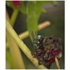 Digital Macro +10 Achromatic Close-Up Screw Mount Lens (43mm)