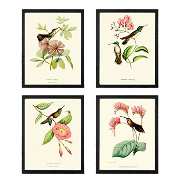 Hummingbirds Botanical Print Set of 4 Art Antique Beautiful Tripical Birds Flowers Plants Illustration Home Room Decor Wall Art Unframed