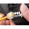 Ti U Corporation Wancatch One-Catch Toothbrush for Pets, Small Size (For Ultra Small Dogs and Cats), Total Length 6.2 inches (152 mm)