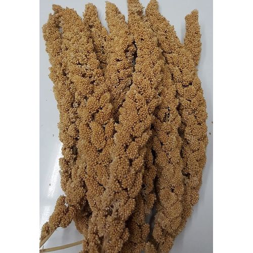 Higgins Pet Food HS60004 Sunshine Spray Millet - 12 Count