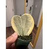 hoya kerrii variegated Heart