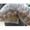 50 - ELEPHANT EAR BULBS (Easy to grow)