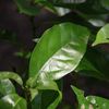 Camphor White 10ml Incent Essential Oil Essential Oil