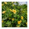 Damiana Leaf Capsules Organic Turnera Diffusa 510mg 50-Capsules