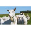Australian Caprylac Digestible A2 100% Goat Milk Protein 400g 4 Packs