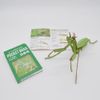 Tsukurundo ® Pocket Bugs (Colored Mantis Mantis Official Sales in Japan)