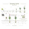Garlic Bulbs Organic USA 3 Bulbs