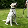 Battersea Reflective Dog Lead Orange 110 cm