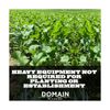 Domain Outdoor Bombshell Food Plot Seed for Deer, 1/2 Acre, Designed to Handl...