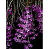 Dendrobium lituiflorum   (Dark form)      L