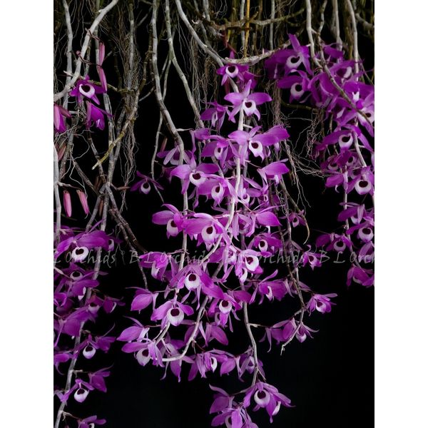 Dendrobium lituiflorum   (Dark form)      L