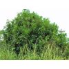Macadamia integrifolia | Queensland Nut | 10 Seeds